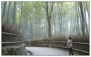 嵐山 竹林の道